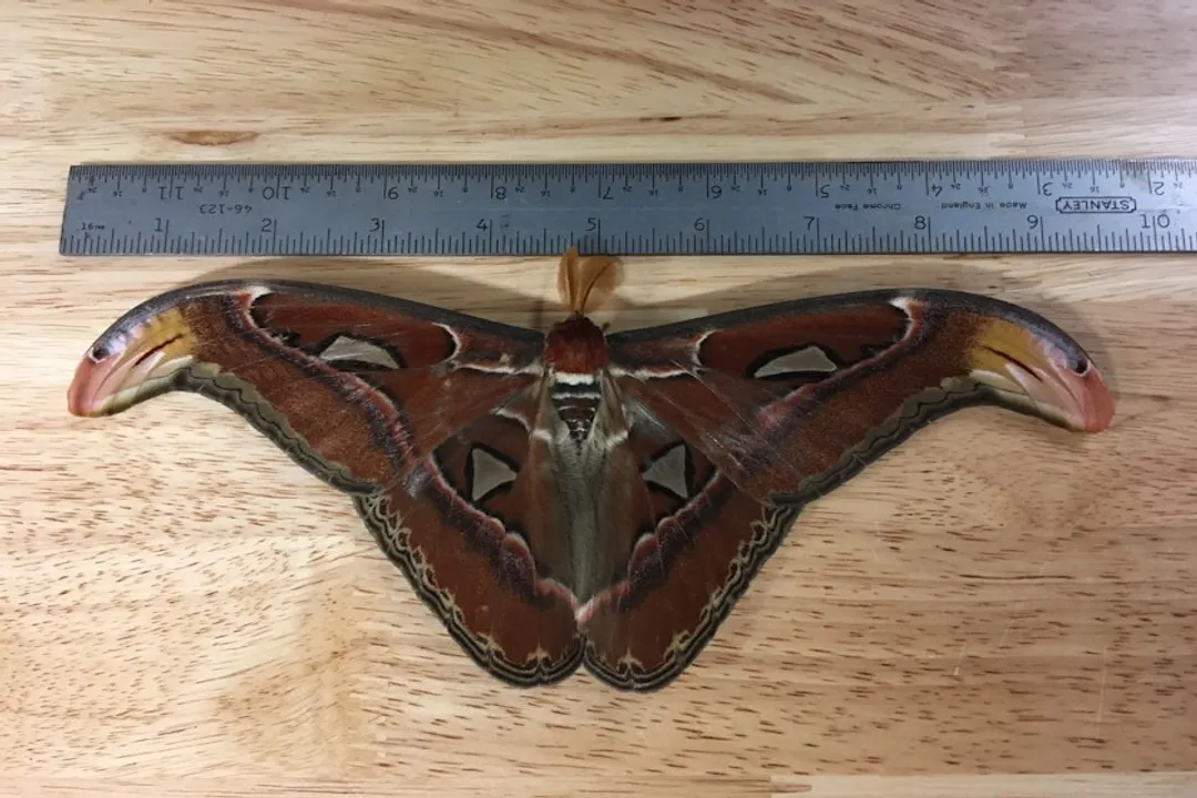 Why is the Atlas Moth illegal?, Legal Status