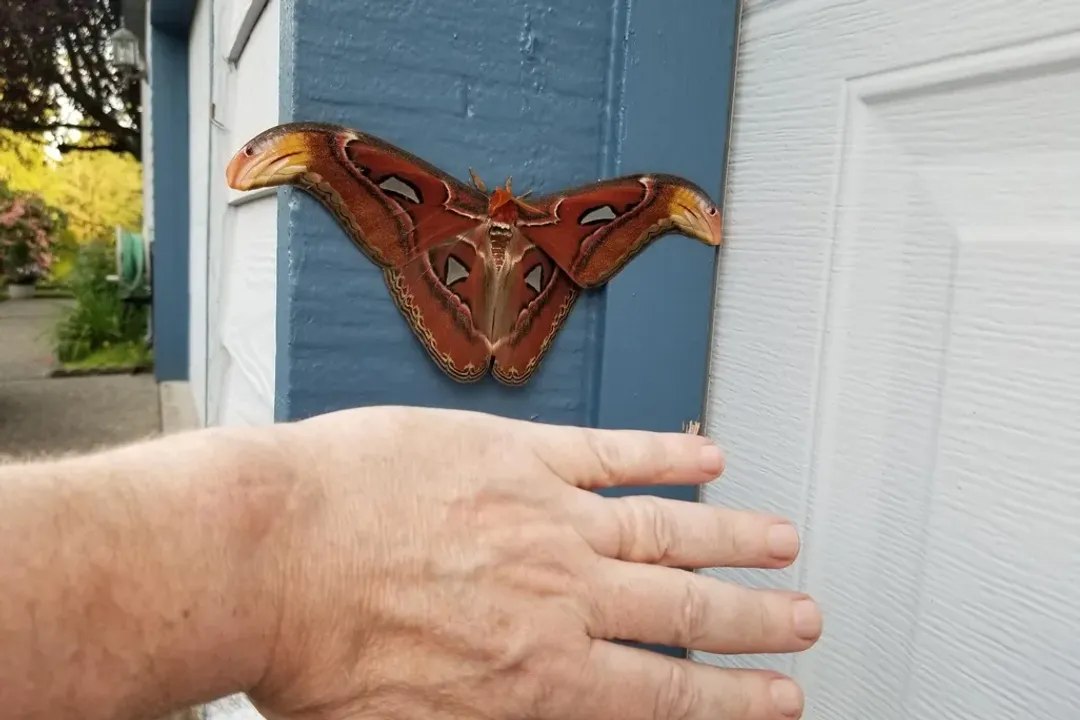 Why is the Atlas Moth illegal?
