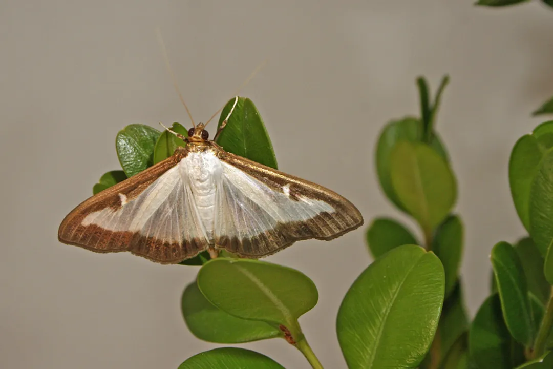 Why is the box tree moth a problem?
