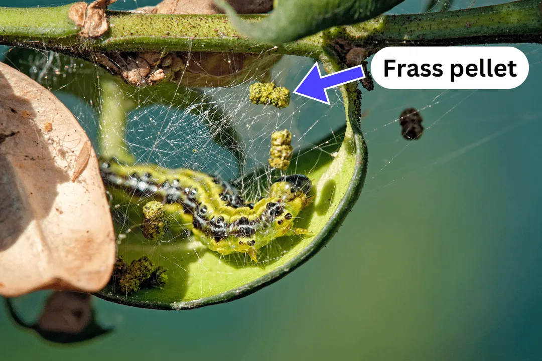 Why is the box tree moth a problem?, Multiple Generations