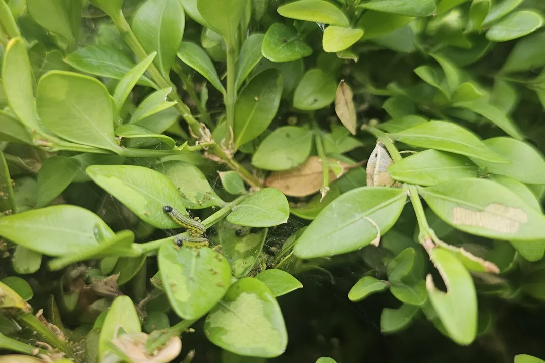 Why is the box tree moth a problem?, Invasive Arrival