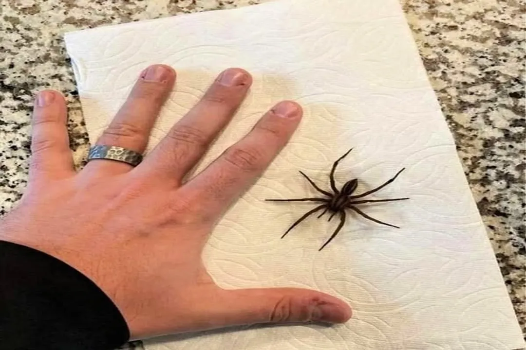 Why should you not squish a wolf spider?, Active Hunters