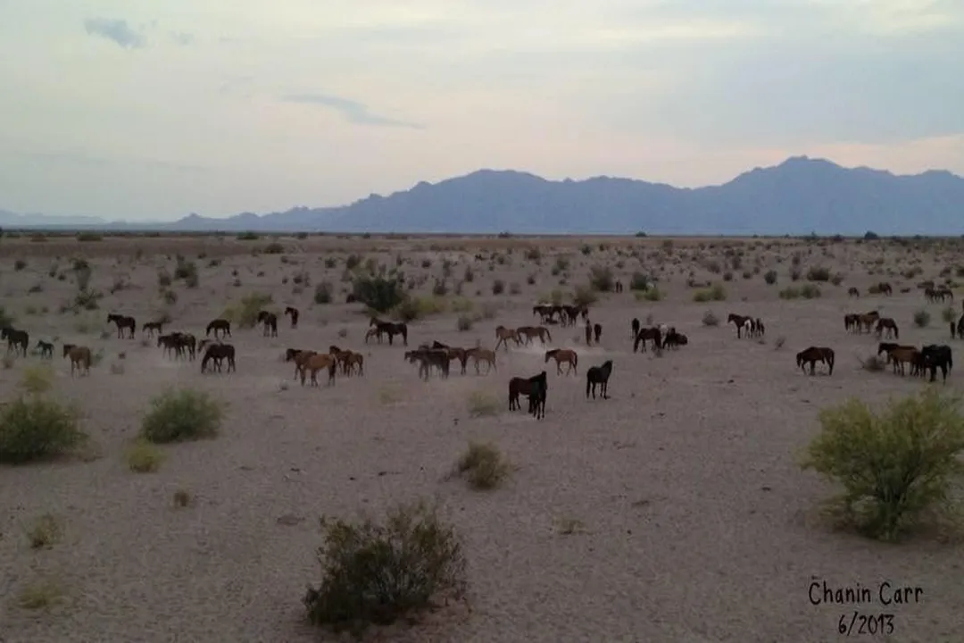 Why should you not squish a wolf spider?, Size Misperception
