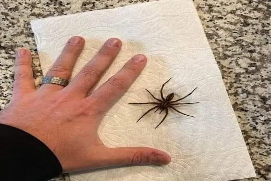 Why shouldn't you squish a wolf spider?, Impact Consequences