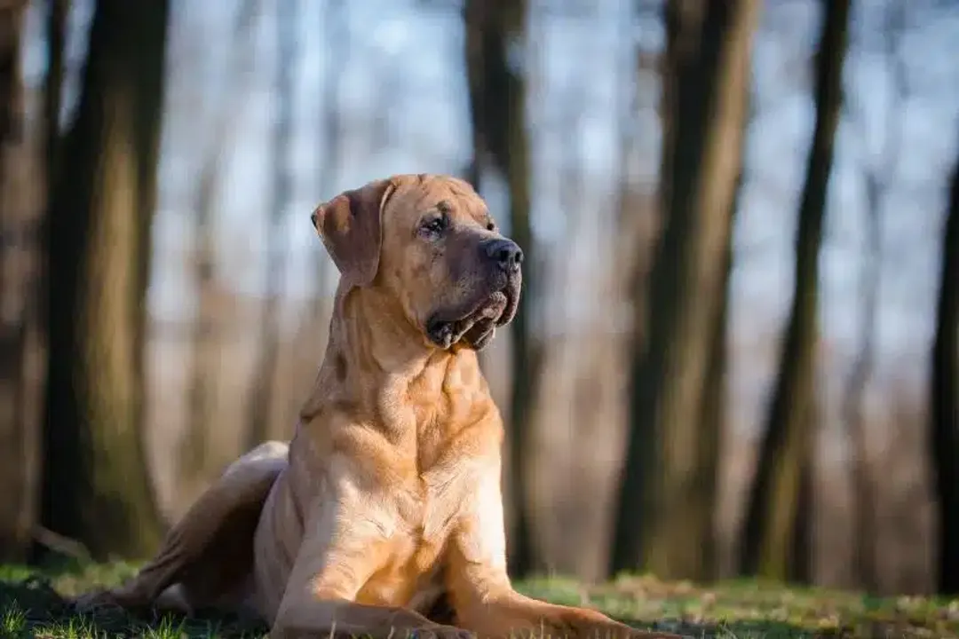 Why was the Fila Brasileiro banned?, Law Rationale