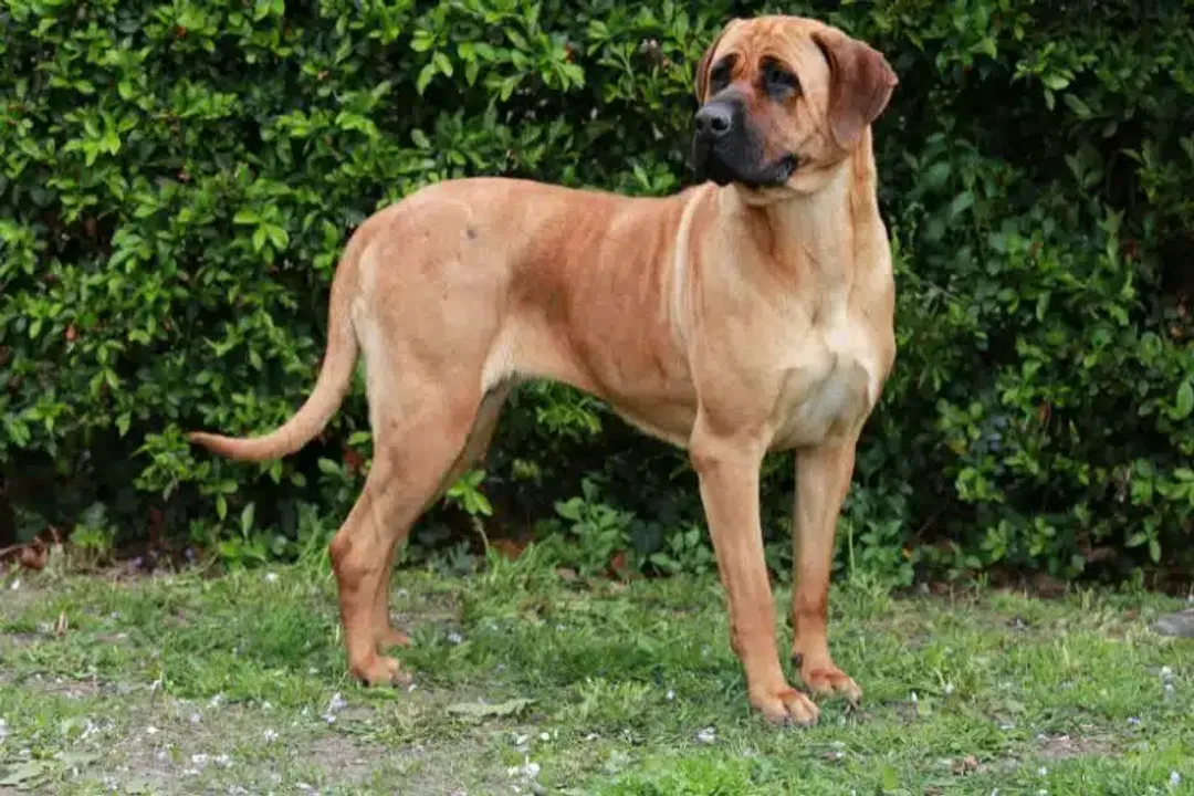 Why was the Fila Brasileiro banned?, Breed Grouping