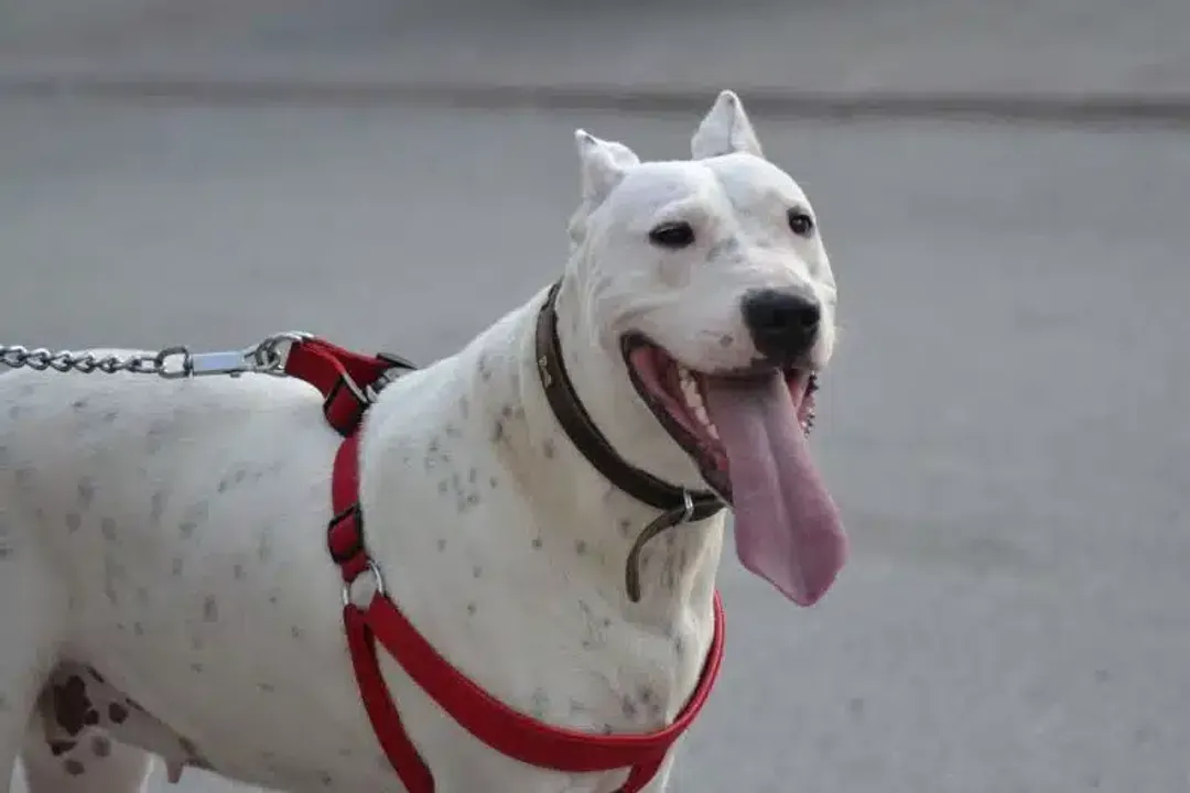 Why was the Fila Brasileiro banned?, Global Status