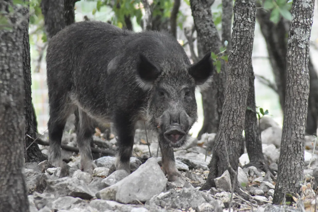 What is the fundamental classification for the wild boar, Sus scrofa, regarding its diet?