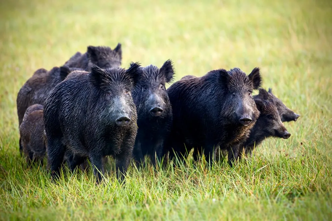 Wild Boar Facts