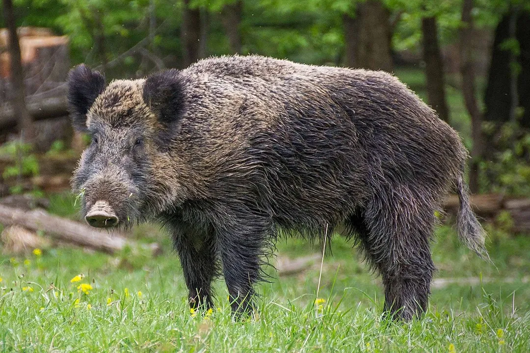 Wild Boar Facts, Social Order