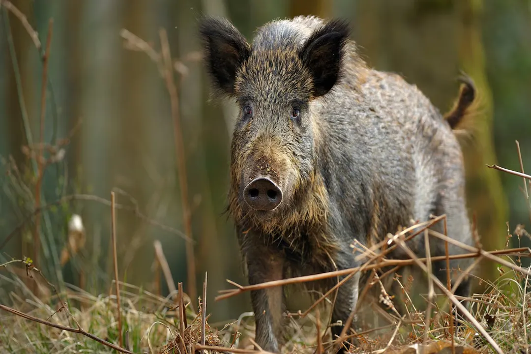 Wild Boar Locations, Habitat Needs