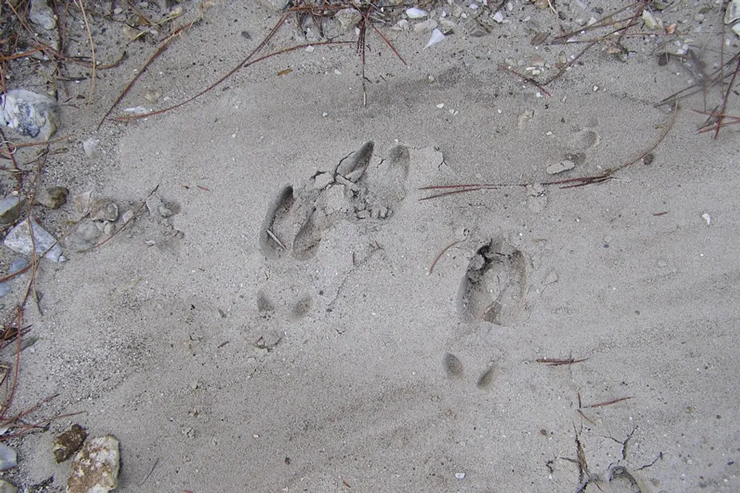 Wild Boar Physical Characteristics, Facial Features