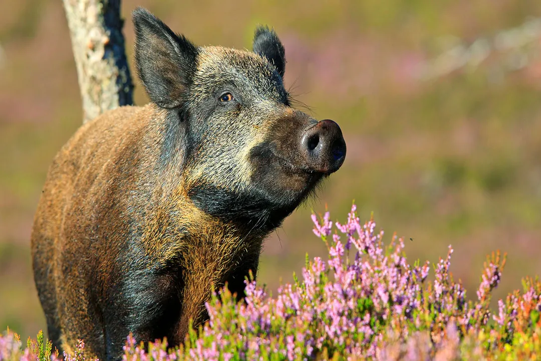 Wild Boar Physical Characteristics, Body Shape