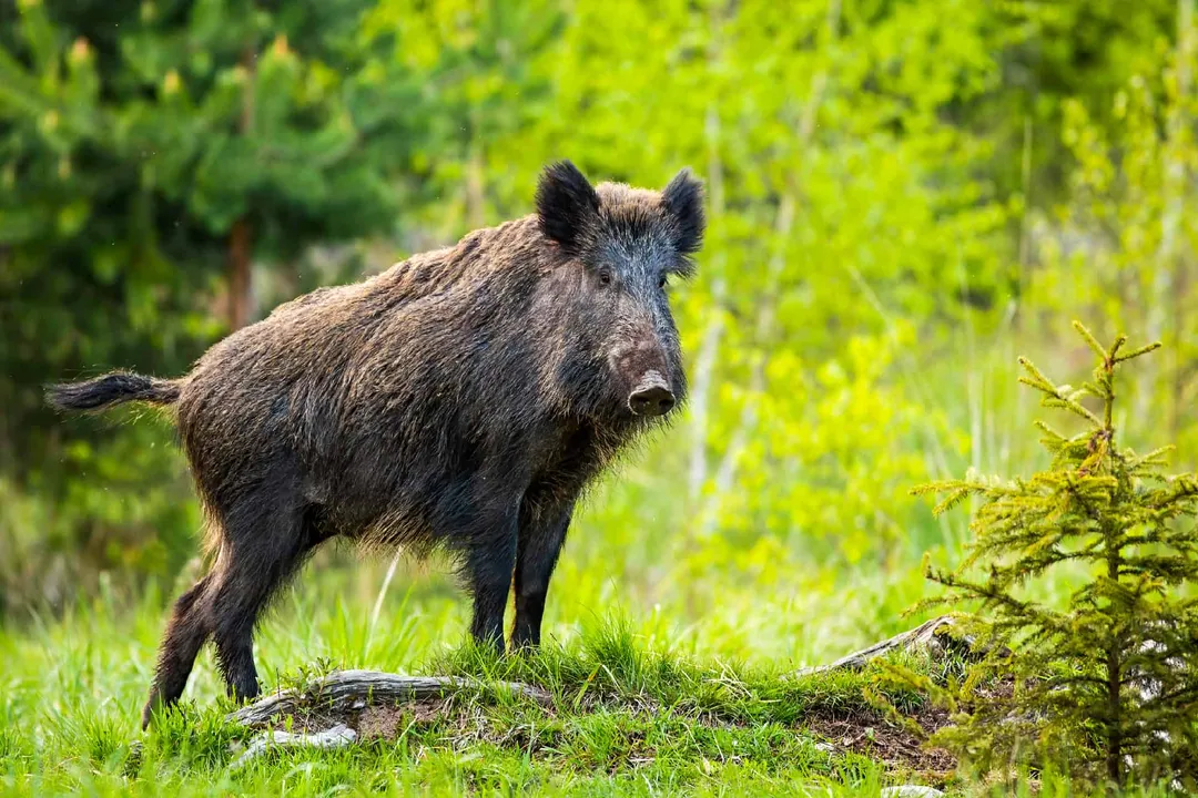 Wild Boar Scientific Classification, Linnaean Ranks