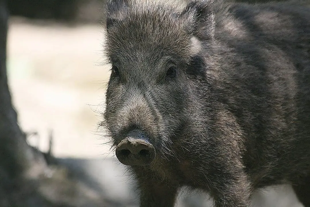 Wild Boar Scientific Classification, Subspecies Mapping