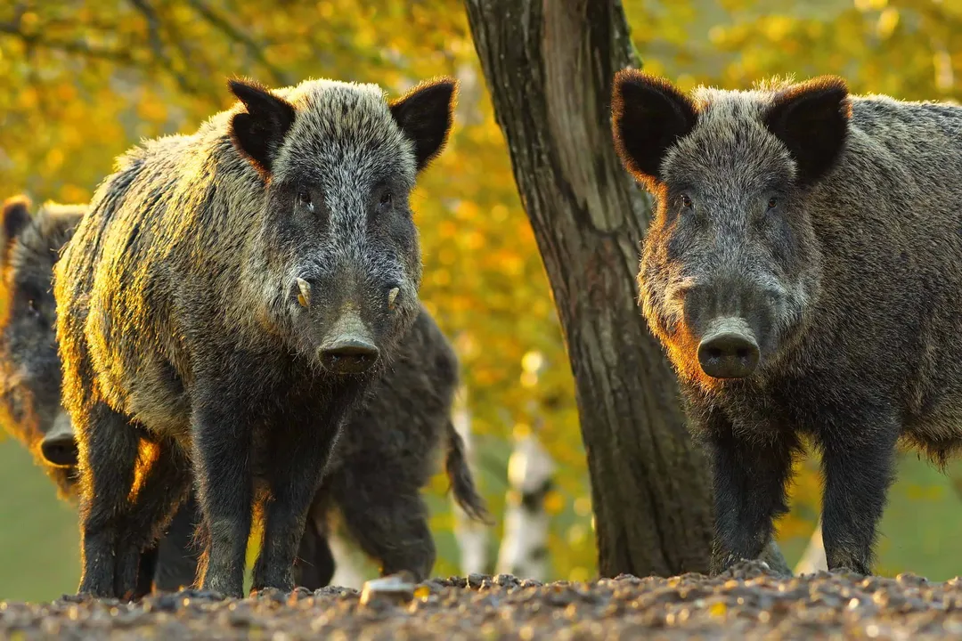 Wild Boar Scientific Classification, Domestic Divergence