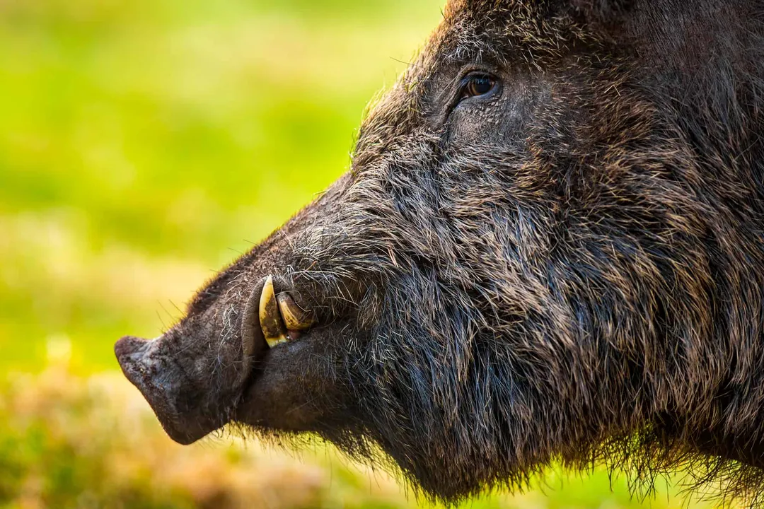 Wild Boar Scientific Classification, Naming Context