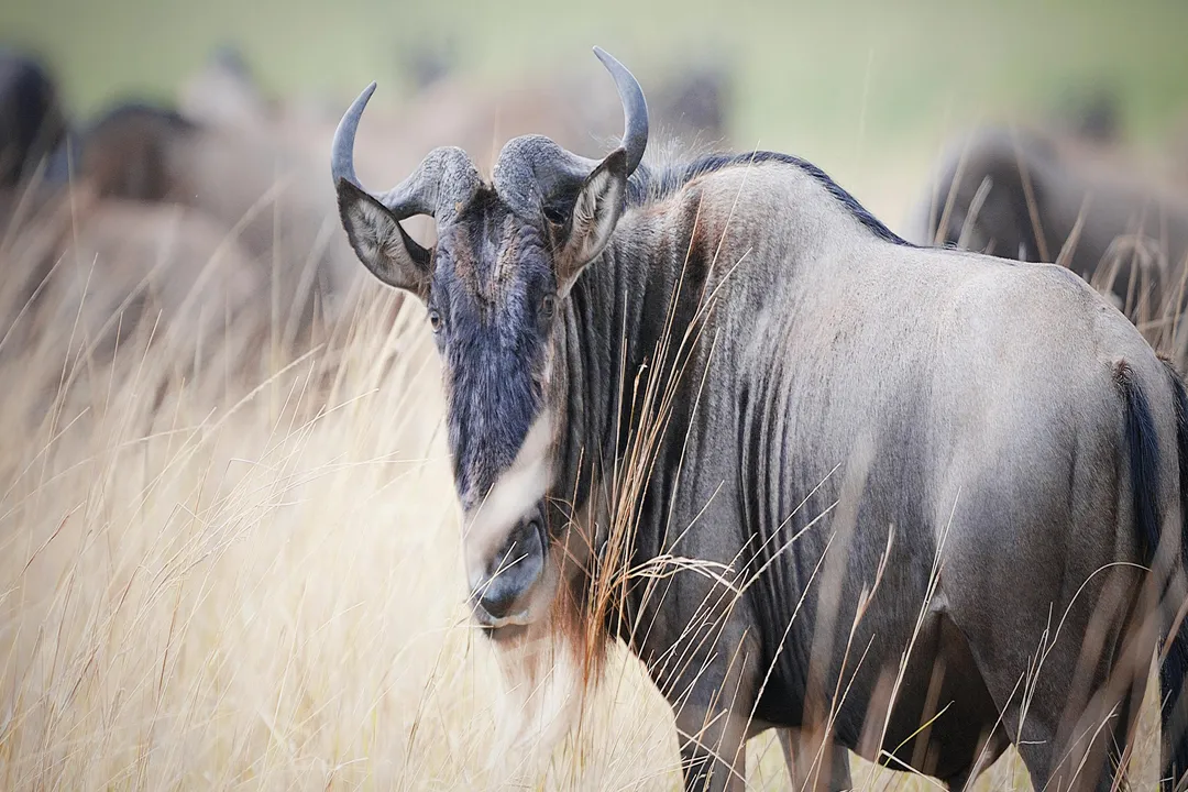 Wildebeest Diet