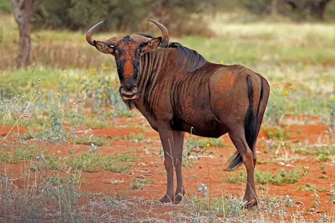 Wildebeest Evolution, Genus Structure