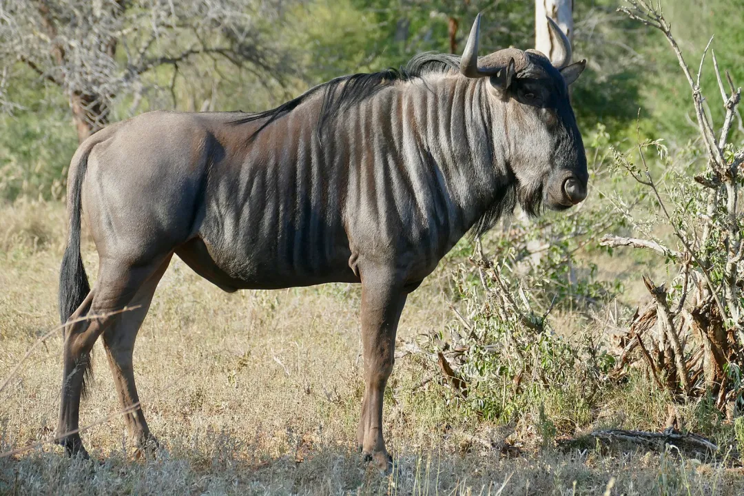 Wildebeest Evolution, Species Divergence