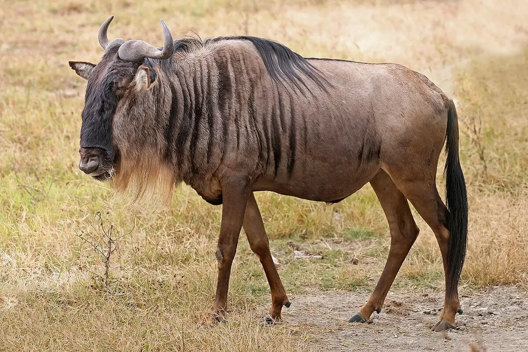 Wildebeest Facts