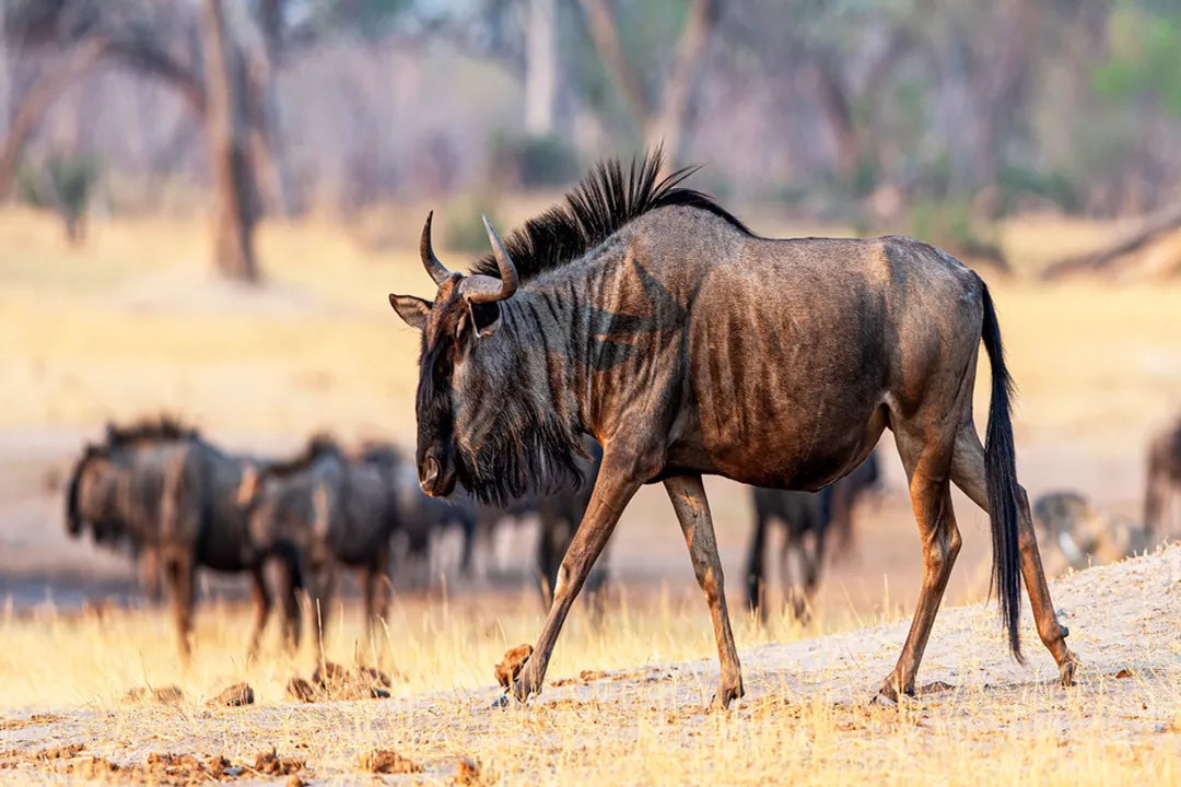 Wildebeest Facts, Body Shape