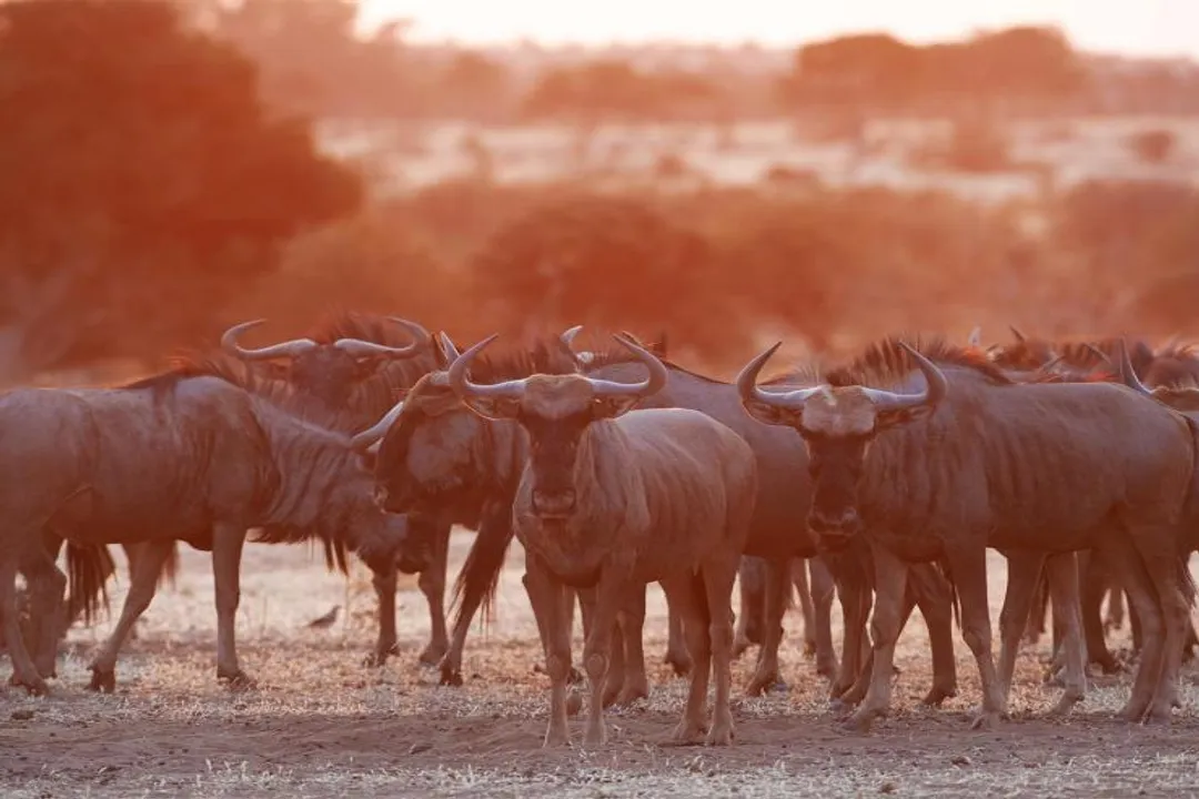 Wildebeest Facts, Species Divergence