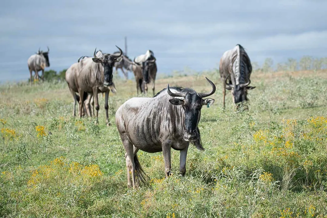 Wildebeest Locations, Managed Habitats