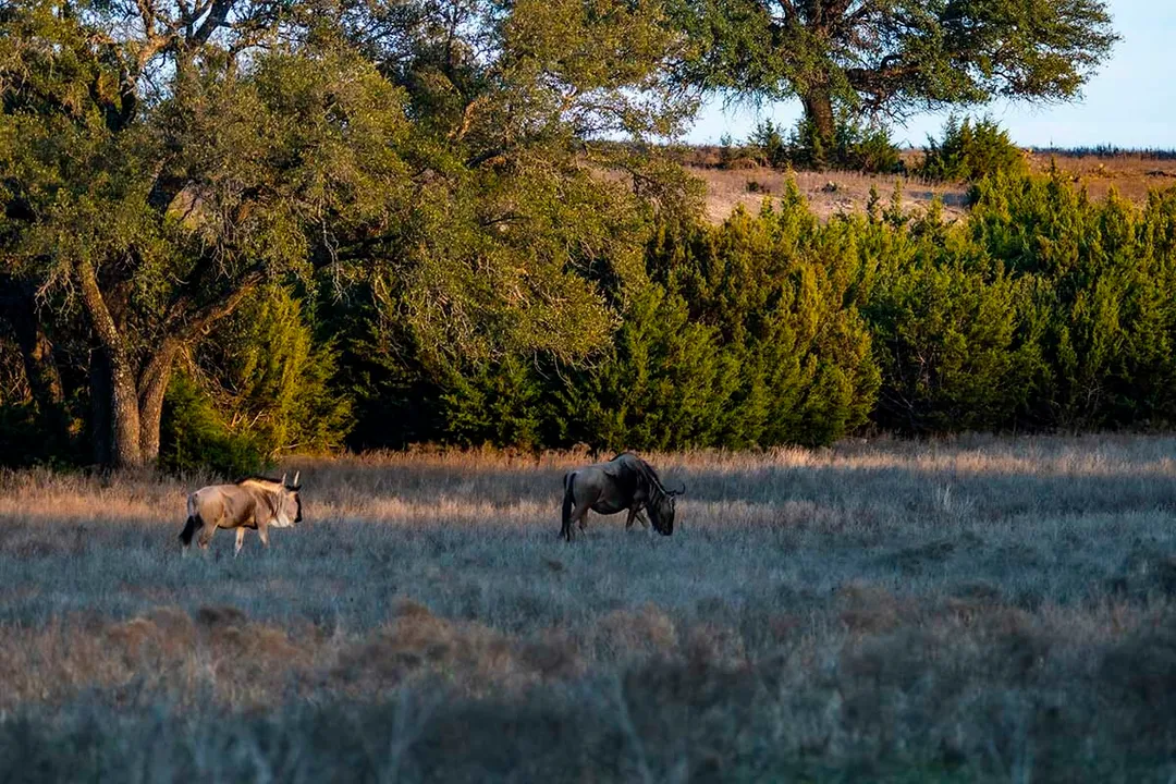 Wildebeest Physical Characteristics, Two Kinds