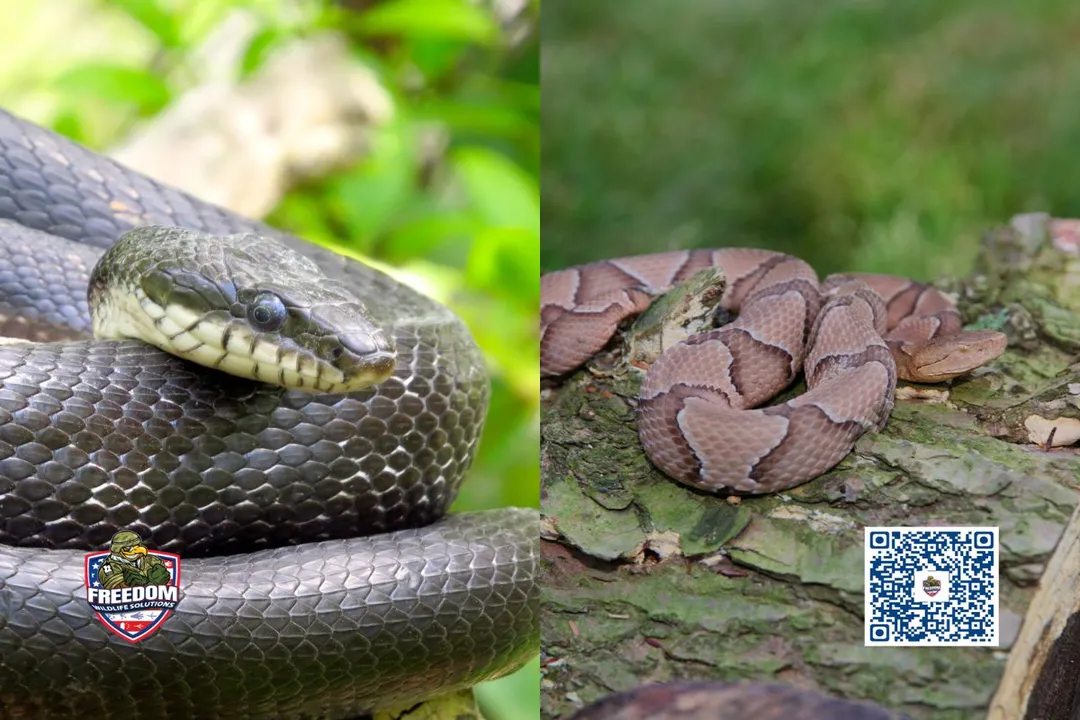 Will rat snakes keep copperheads away?
