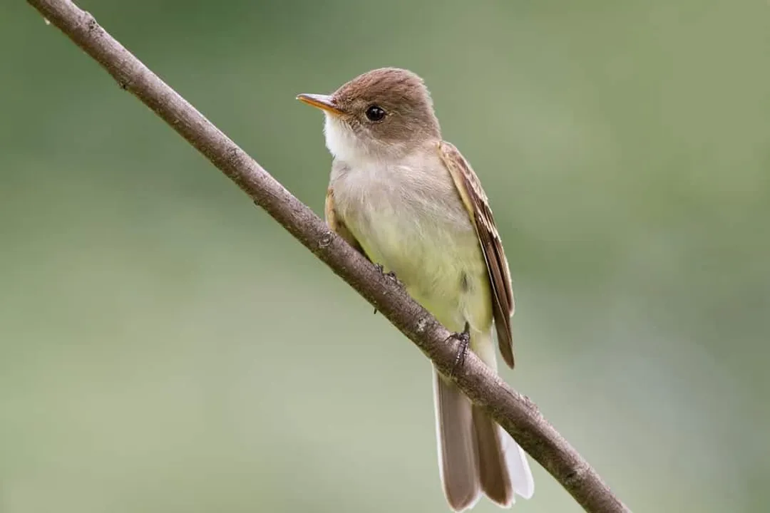 What is the rapid flight maneuver used by Willow Flycatchers to intercept airborne prey called?