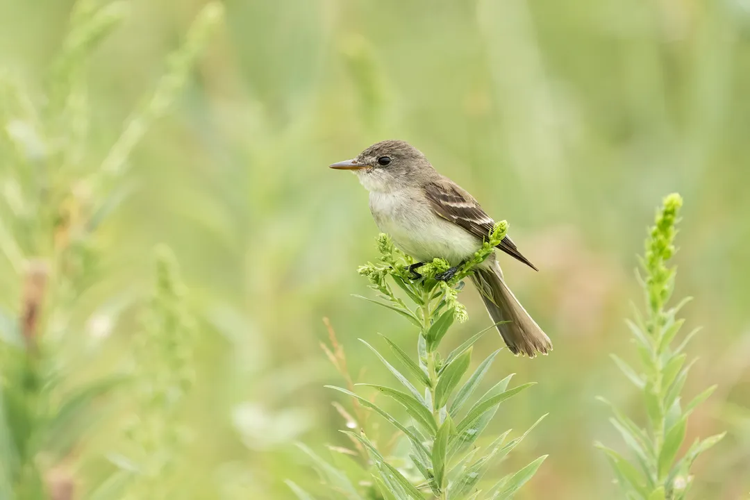 Willow Flycatcher Evolution, Small Bird Life
