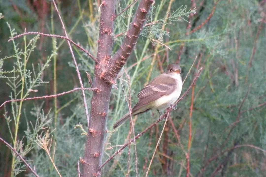 Willow Flycatcher Evolution, Climate Pressure