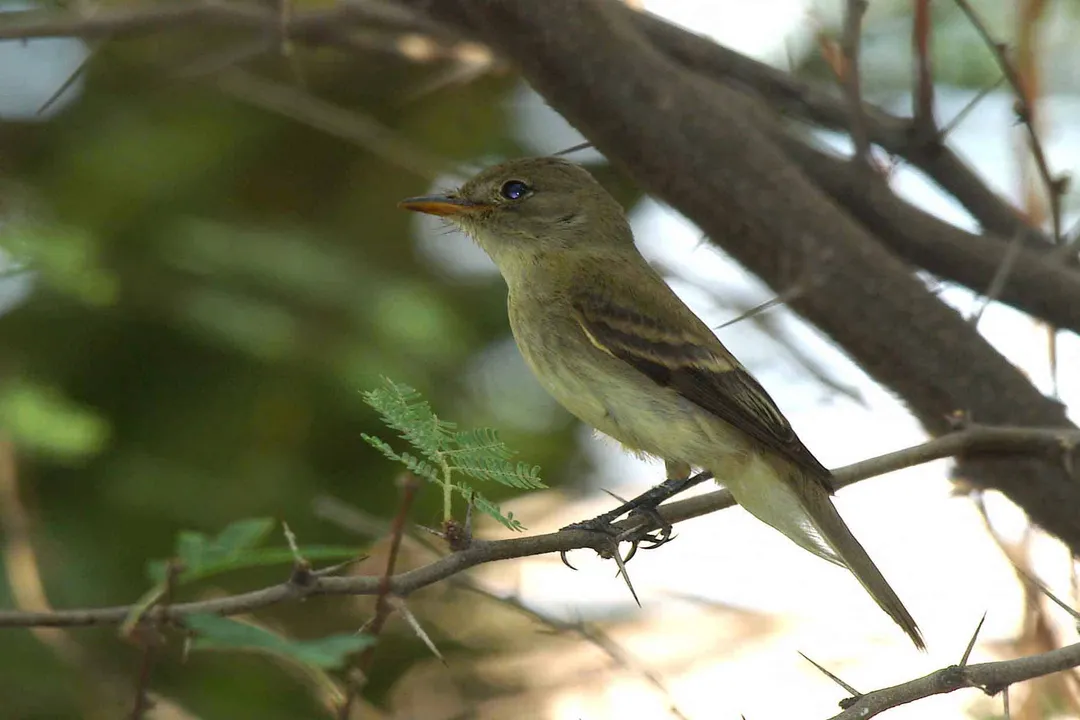 Willow Flycatcher Evolution, Systematics Diversity