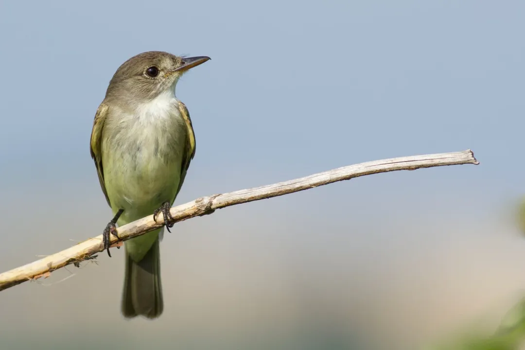 Willow Flycatcher Physical Characteristics