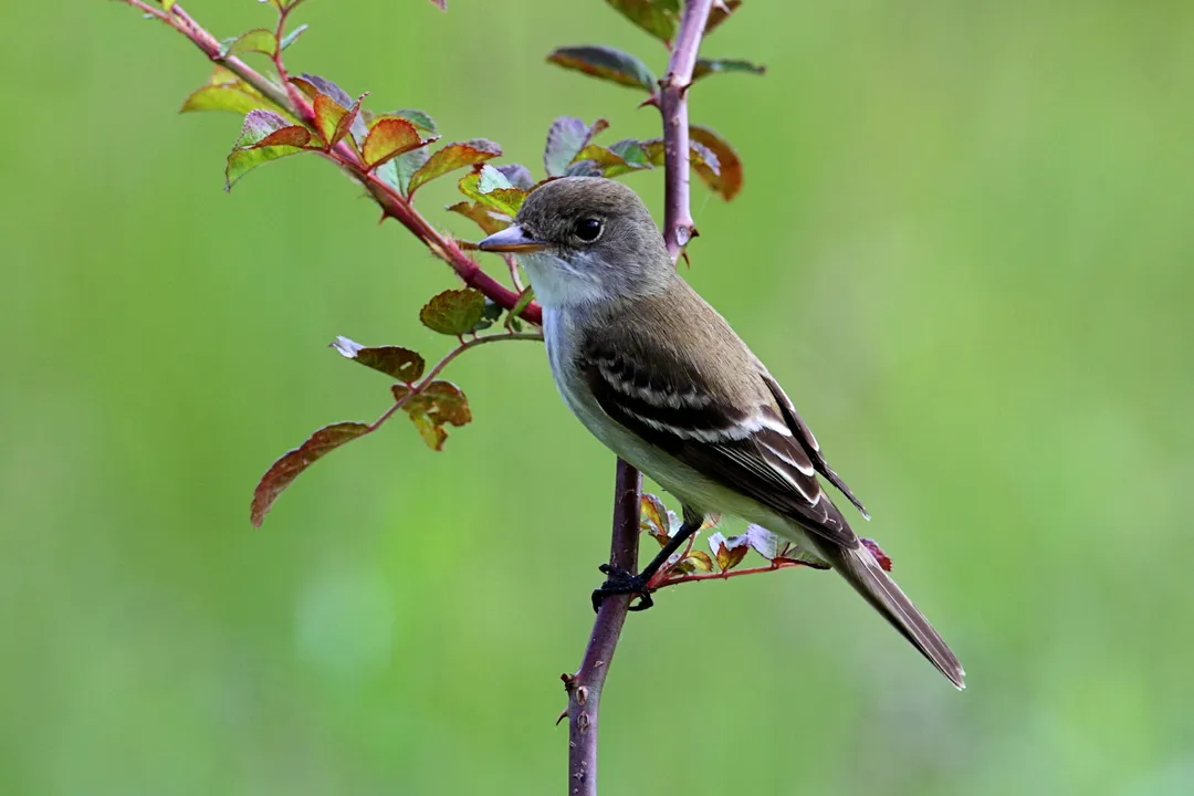Willow Flycatcher Scientific Classification, Order Passeriformes