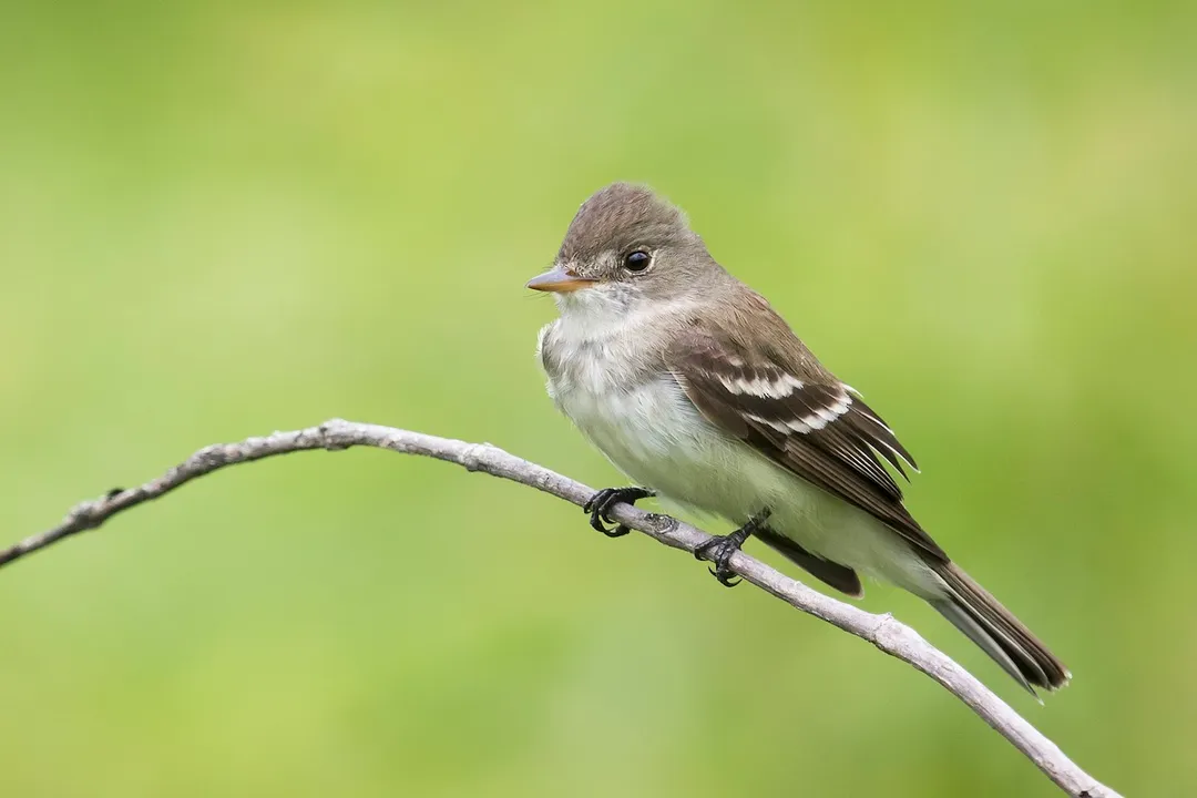 Willow Flycatcher Scientific Classification, Kingdom Animalia