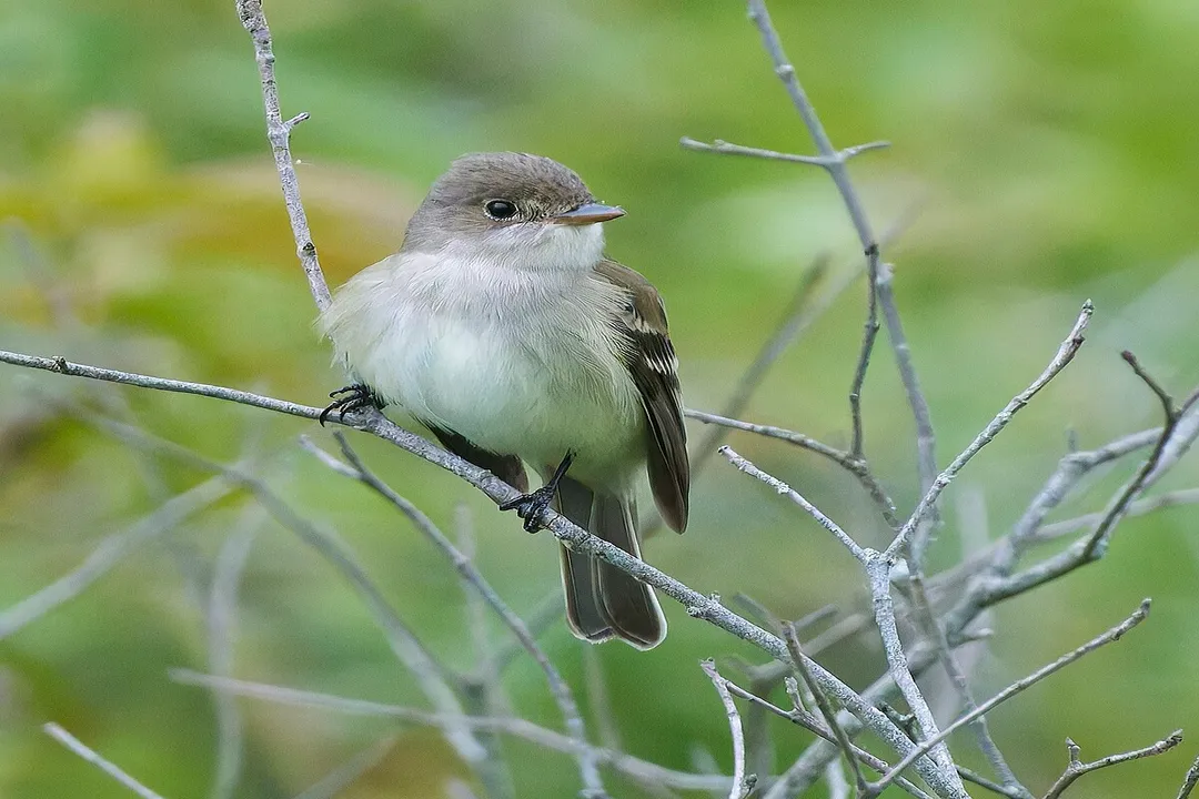Willow Flycatcher Scientific Classification, Class Aves
