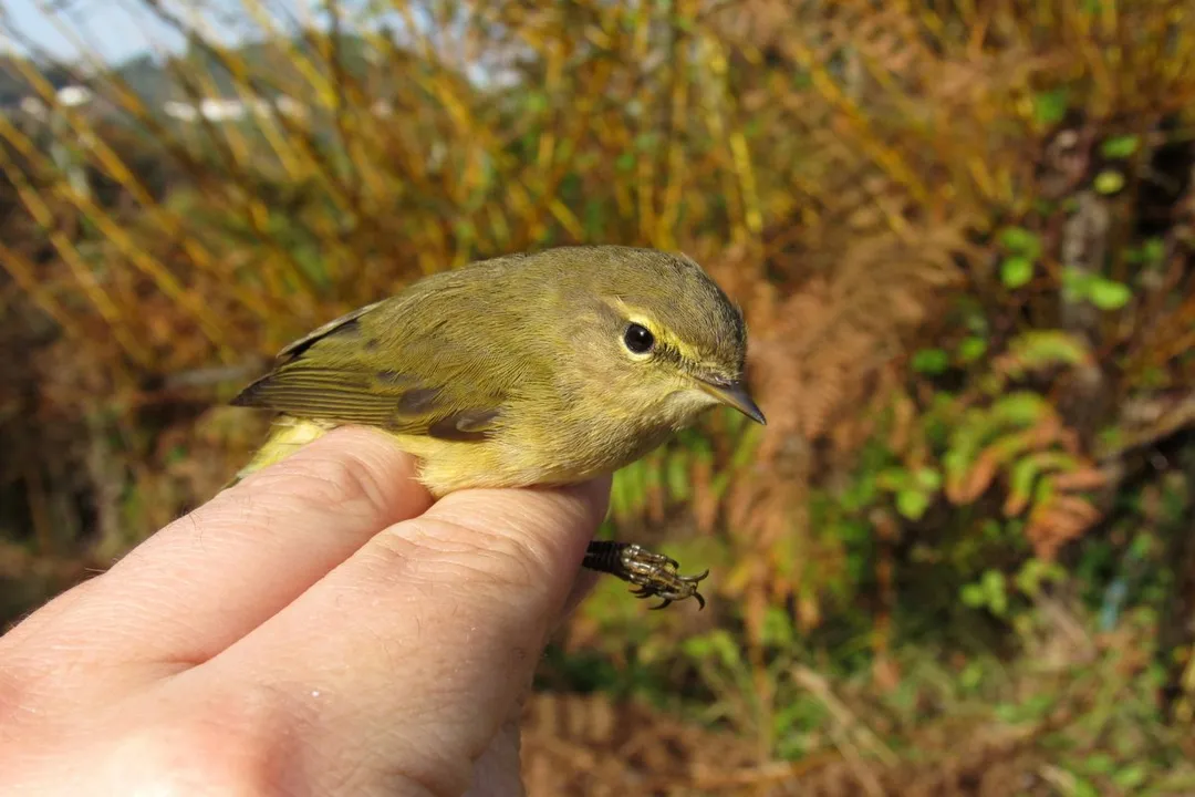 Willow Warbler Evolution, Migratory Split