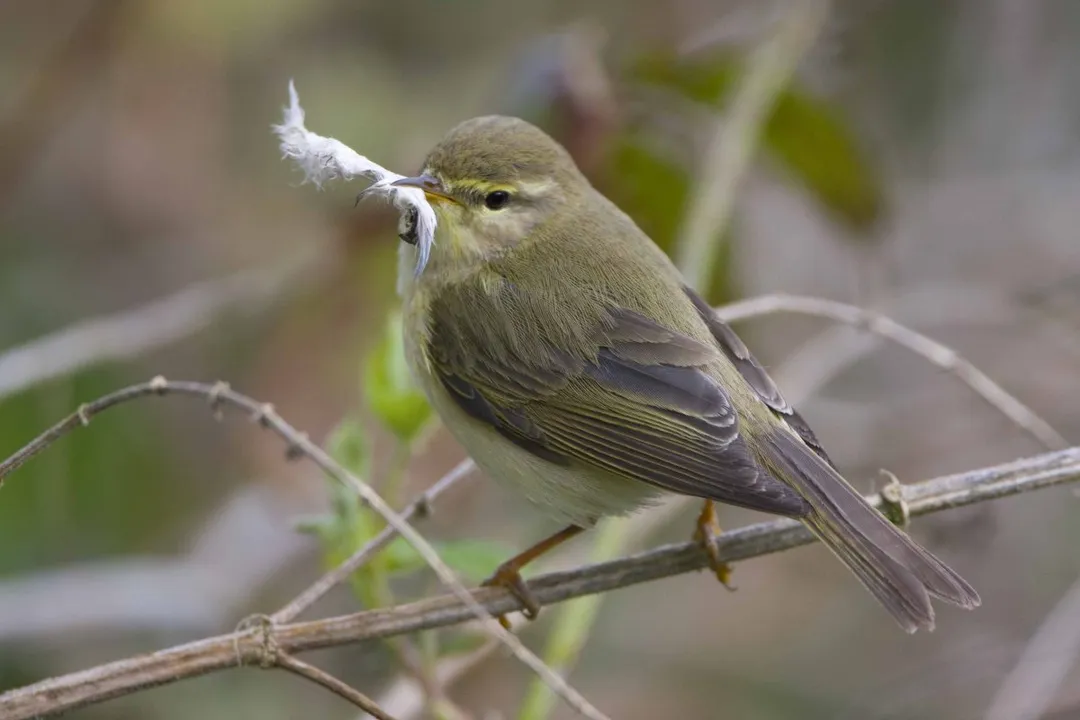 Willow Warbler Facts, Global Traveler