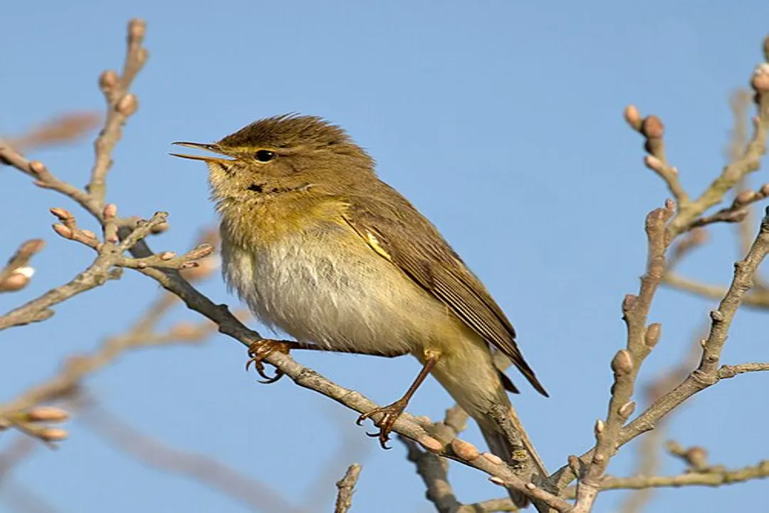 Willow Warbler Locations, Habitat Niche