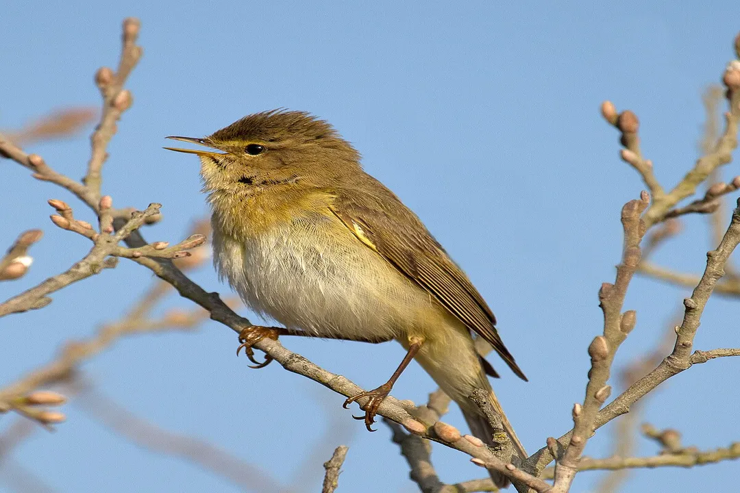Willow Warbler Locations, Migration Corridors