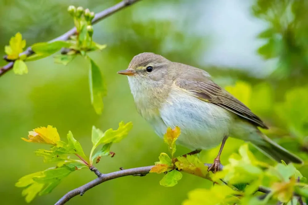 Willow Warbler Physical Characteristics
