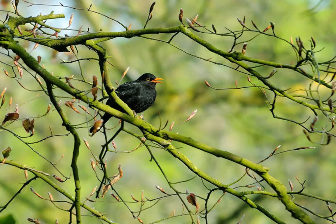 Willow Warbler Physical Characteristics, Feather Colors