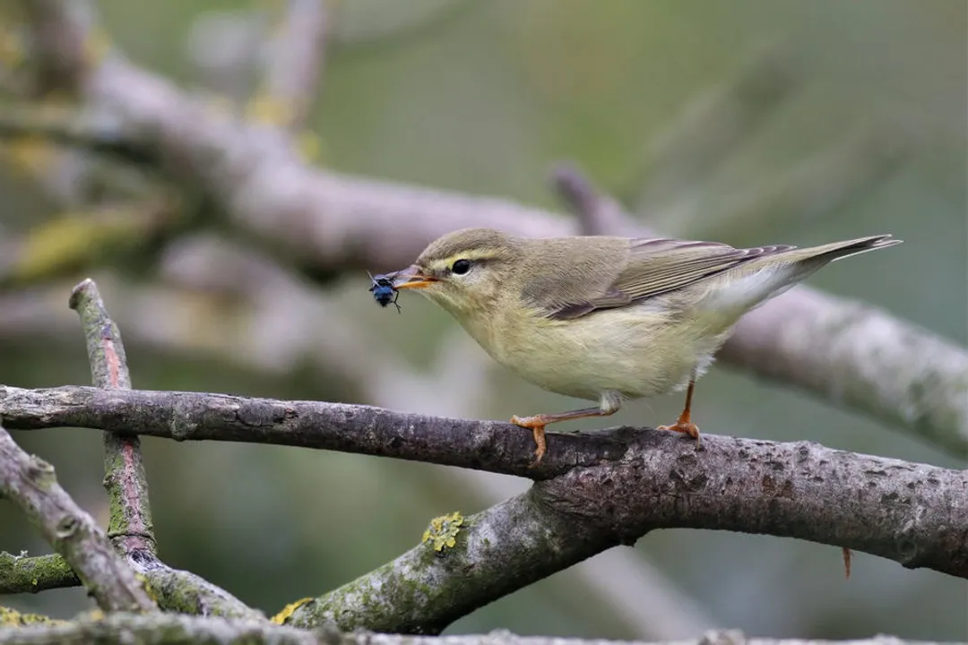 Willow Warbler Physical Characteristics, Size Stature
