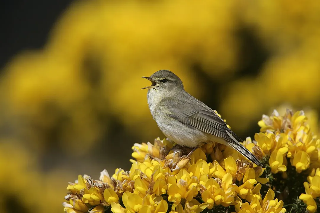 Willow Warbler Scientific Classification