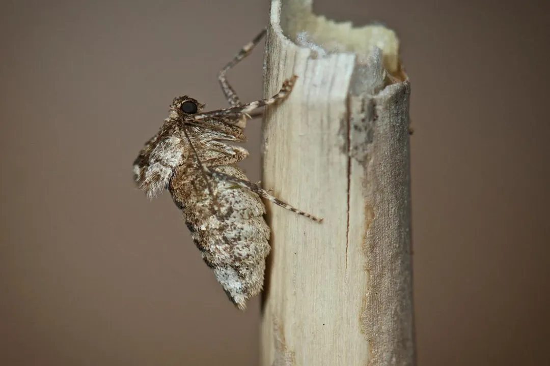 Winter Moth Evolution, Flight Schedule