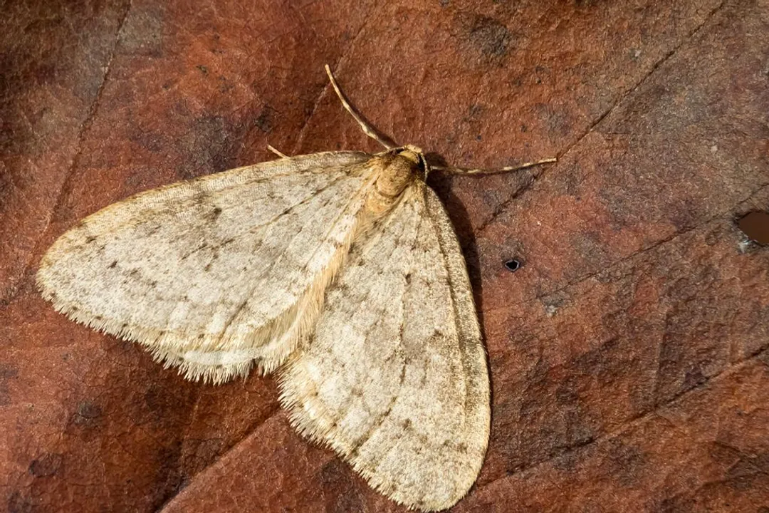 Winter Moth Evolution