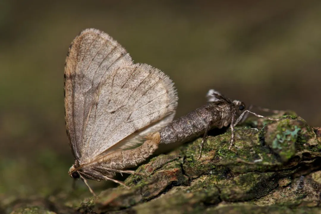 Winter Moth Evolution, Selection Pressures