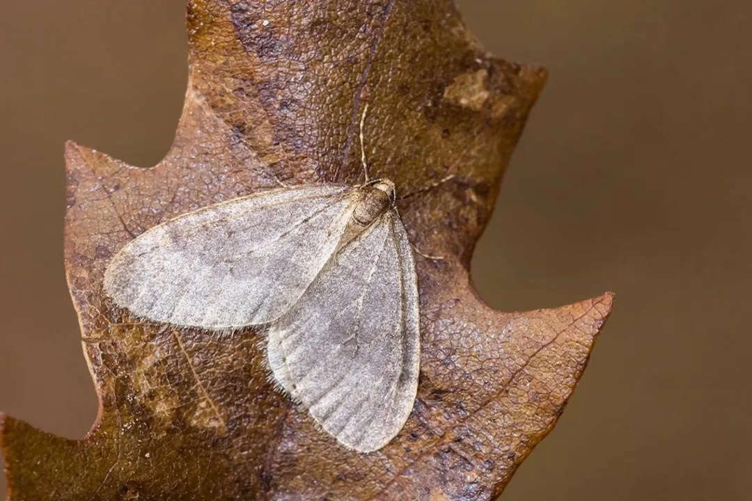 Winter Moth Evolution, Timing Mismatch